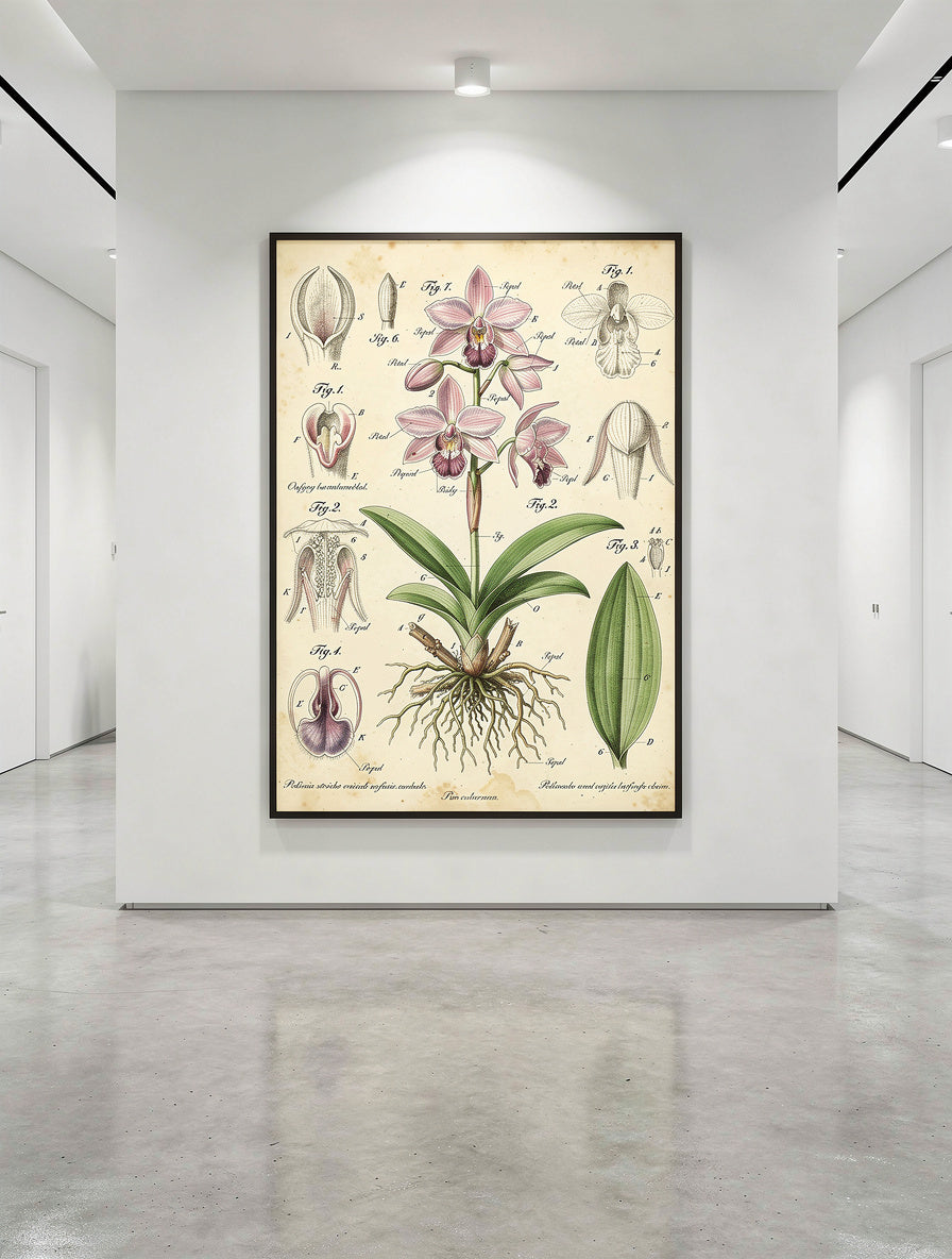 Victorian Orchid Anatomy Study Wall Art | Botanical Print